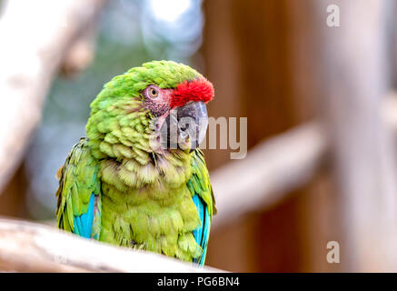 Close up shot of a Parrot