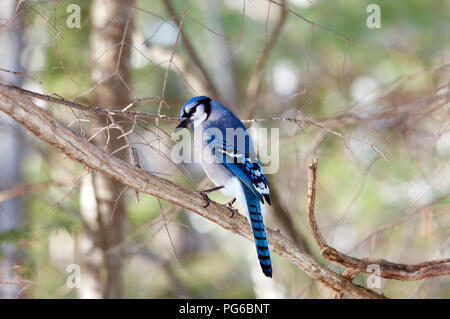 Flying blue jay hi-res stock photography and images - Alamy