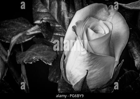 Black & white Macro of a single rose Stock Photo