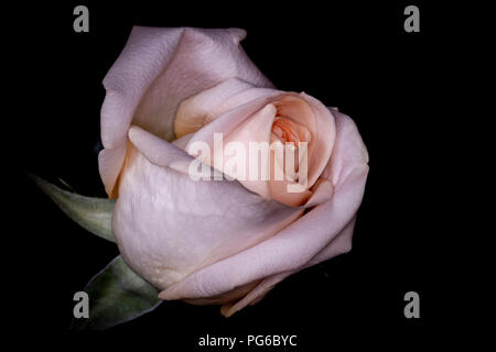 Single peach Rose on a black background Stock Photo