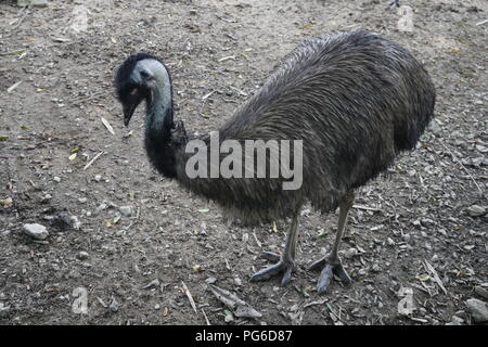 emu bird,  the second-largest living bird by height, endemic to Australia where it is the largest native bird Stock Photo