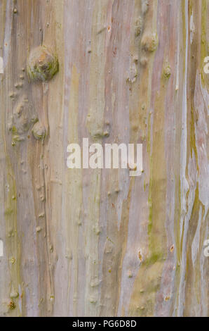 Close up of the colorful trunk of the Rainbow Eucalyptus tree. Stock Photo
