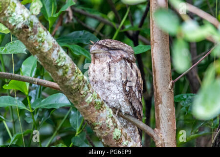Marbled frogmouth owl in tropical rainforest Stock Photo