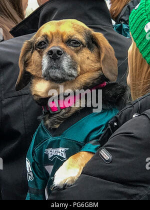 puppy eagles jersey