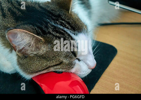 White cat with brown and black stripes sleeping peacefully on the glossy red computer mouse close-up funny animal portrait Stock Photo