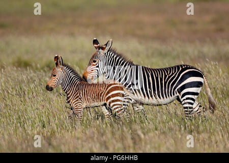 Cape mountain zebra (Equus zebra) mare with foal, Mountain Zebra National Park, South Africa Stock Photo