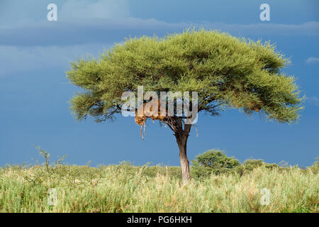 Landscape with a tree against a dark sky of an approaching storm, Etosha National Park, Namibia Stock Photo