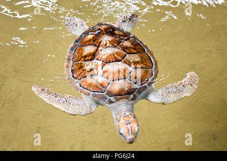 Horizontal close up of a rare albino Green Turtle in Sri Lanka. Stock Photo