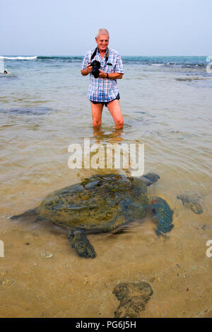 Vertical close up of a Green Turtle being photographed in shallow water. Stock Photo