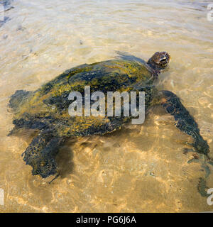 Square close up of a Green Turtle in shallow water in Sri Lanka. Stock Photo