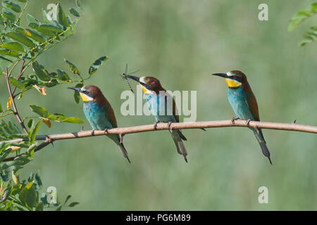 Three Bee-eaters (Merops apiaster), sitting on a branch, Rhineland-Palatinate, Germany Stock Photo