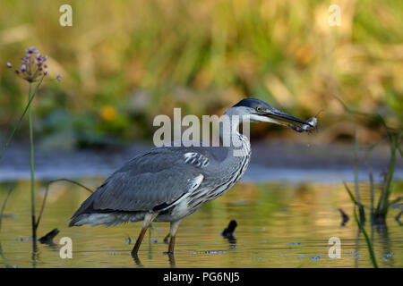 Grey heron (Ardea cinerea) with a black minke catfish, Black bullhead (Ameiurus melas,) as prey in its beak Stock Photo