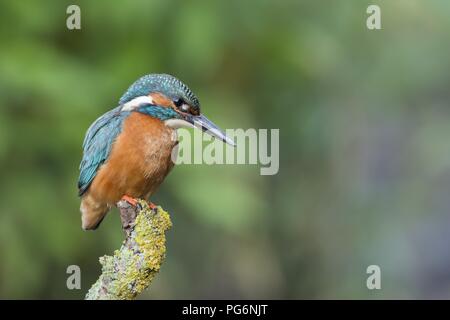 Male Common kingfisher (Alcedo atthis), sits on branch, Hesse, Germany Stock Photo