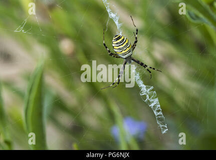 Female Wasp spider (Argiope bruennichi) in her spiderweb, Hesse, Germany Stock Photo