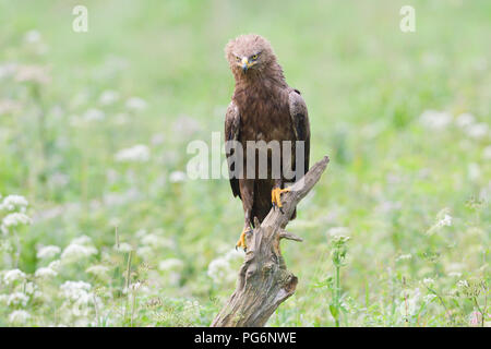 Steppe eagle (Aquila nipalensis orientalis), sits on branch, Hungary Stock Photo