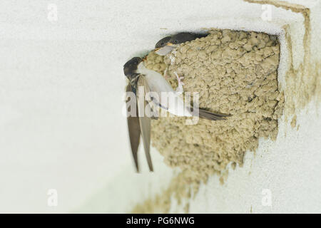 Common house martins (Delichon urbica), adult animal feeds chicks in the nest at the building, Tyrol, Austria Stock Photo