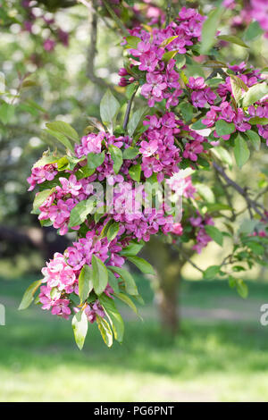 Malus blossom. Apple blossom in Spring. Stock Photo