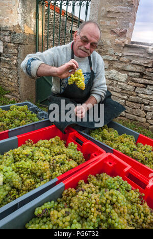 DOMAINE LEFLAIVE LE MONTRACHET Vineyard harvest manager checking Chardonnay grape harvest in 'Le Montrachet' vineyard, Puligny-Montrachet, Cote d'Or Stock Photo