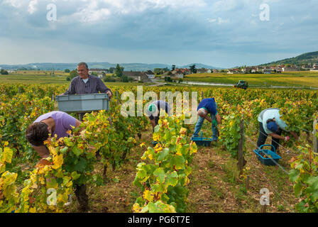 LE MONTRACHET DRC Grape pickers in Domaine de la Romanee-Conti Grand Cru Le Montrachet Vineyard parcel Chassagne-Montrachet behind Cote d'Or, France Stock Photo