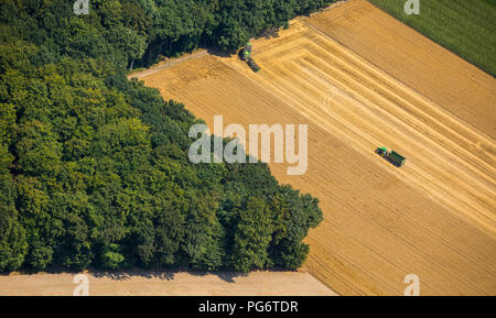 Harvest in Uphusen by tractor on the harvested cornfield, Haltern am See, Ruhr, Nordrhein-Westfalen, Germany, DEU, Europe, aerial view, birds-eyes vie Stock Photo