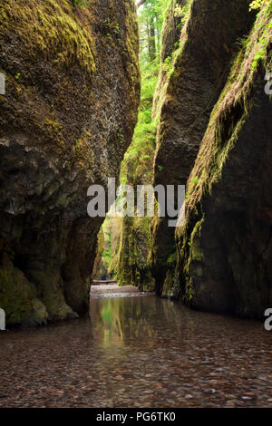Oneonta Gorge Trail in Columbia River Gorge, Oregon Stock Photo