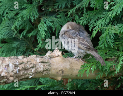 house sparrow juvenile sleeping on a branch Stock Photo