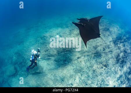 Underwater Photographer capturing Giant Pacific Manta Ray in La Reina, Sea of Cortez (Manta birostris) Stock Photo