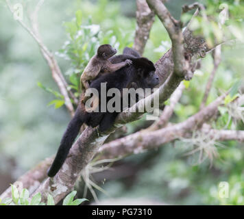 Howler monkey family in tree canopy Stock Photo
