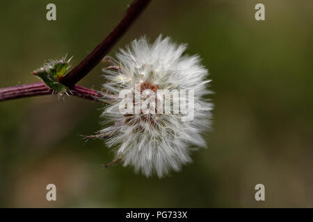 Macro of a dandelion from a portuguese meadow Stock Photo