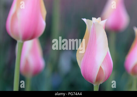 Tulips on Pearl Street Mall. Boulder plants thousands of tulips on the Mall every spring. Stock Photo