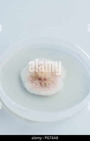 close up view of mold in petri dish in biotechnology laboratory Stock Photo