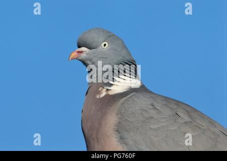 Wood pigeon (Columba palumbus) head close up, Gloucestershire, UK, February. Stock Photo