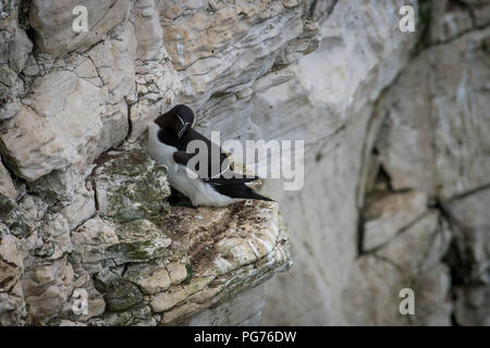 Razorbill (Alca torda) Nesting on Cliff Ledge Stock Photo