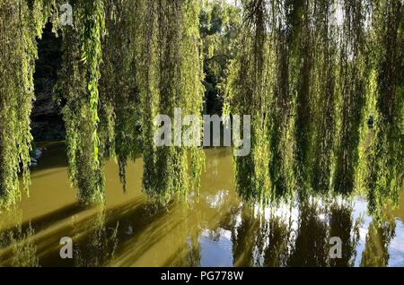 A willow tree hanging over the water Stock Photo