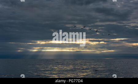Birds Flying Against Dramatic Sky with Dawn Breaking Through to Sea Stock Photo
