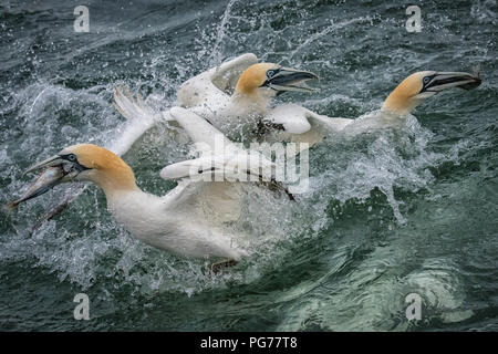 Three Gannets, (Morus bassanus), Three Fish Stock Photo