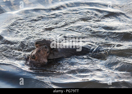 Beaver  close up head profile view in its surrounding and environment. Stock Photo