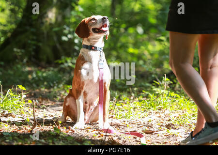 Brown white hunting female dog from animal shelter in the forest. Stock Photo