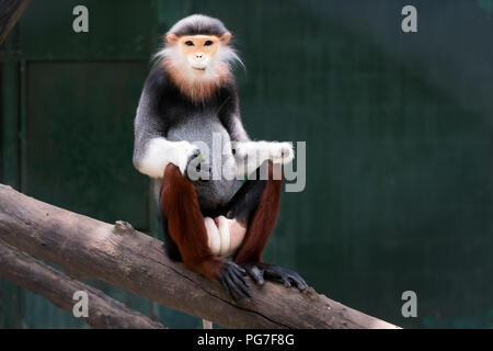 One Red-shanked douc eating leaf,monkey,animal, wildlife,Pygathrix nemaeus. Stock Photo