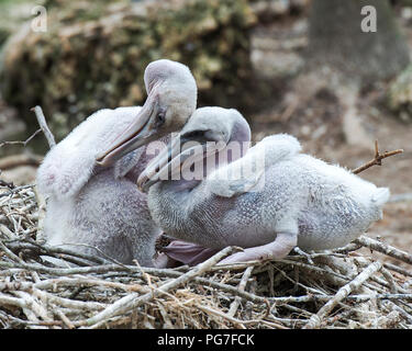 Brown pelican juvenile bird on the nest with a close-up profile view interacting with a close head connection in their surrounding and environment. Stock Photo