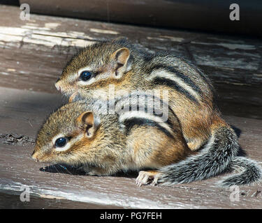 Chipmunk animal babies exposing their bodies, head, eye, nose, ears, paws, in its environment and surrounding. Beautiful baby chipmunks. Stock Photo