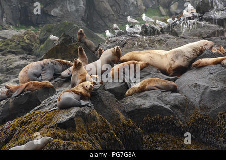 A colony of steller sea lions, including a large male (bull), on a rookery during breeding season, in the Aleutian Islands, Bering Sea, Alaska. Stock Photo