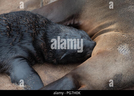 Close up portrait face shot of a young baby seal cub drinking from its mother, Skeleton Coast, Namibia Stock Photo