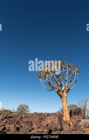 A vertical crop of a single,  lone quiver tree (kokerboom) standing between plenty rocks and deep blue sky, Keetmanshoop, Namibia Stock Photo