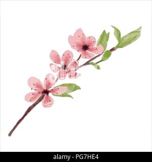 Watercolor cherry flower isolated on white background, vector format Stock Vector