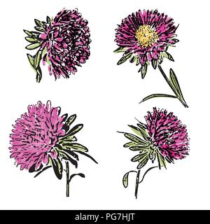 Watercolor aster flower isolated on white background, vector format Stock Vector