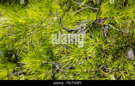Close up view of a pine tree, wallpaper, background. Stock Photo