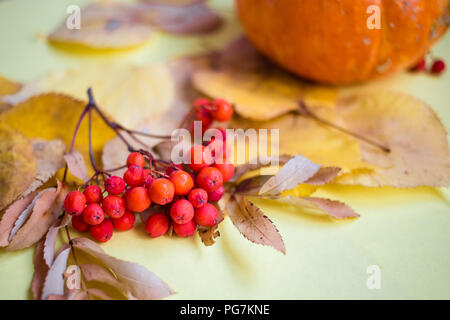 Close up rowan, autumn leaves on the yellow background. Fall concept Stock Photo