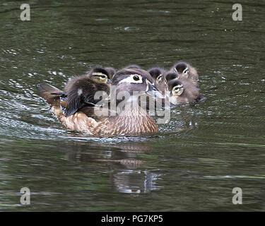 Duck mother with her babies in the water exposing their brown feathers plumage, eyes, beaks,  plumage and enjoying their surrounding and environment. Stock Photo