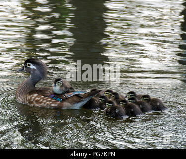 Duck mother with her babies in the water displaying feathers, bodies, eyes, beak,  plumage and enjoying its surrounding and environment in the sun. Stock Photo